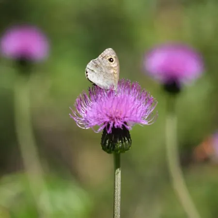 With Matterhorn View *