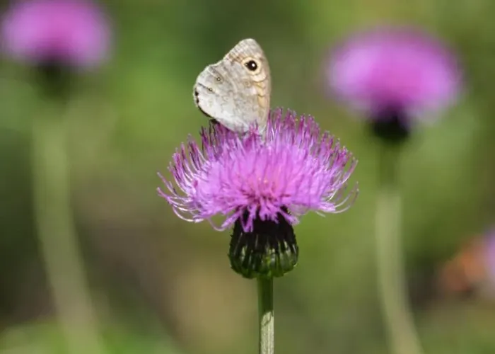 With Matterhorn View *